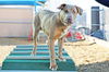 adoptable Dog in  named RED