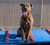 adoptable Dog in  named CHANCE