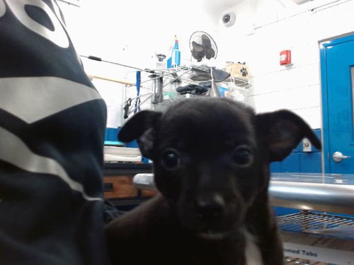 picture of the dog needing adoption