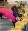 adoptable Dog in albuquerque, NM named ACOMA