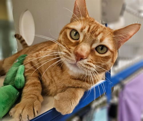 picture of the cat needing adoption