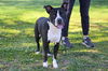 adoptable Dog in  named OREO