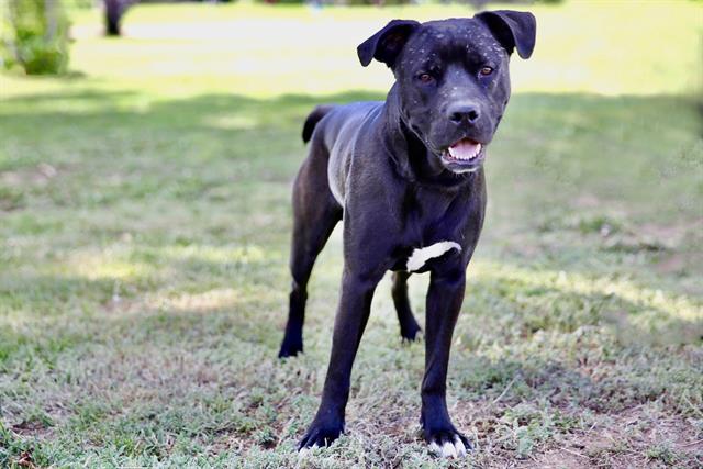 adoptable Dog in Albuquerque, NM named FRECKLES