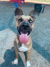 adoptable Dog in  named FEBE