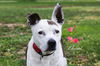 adoptable Dog in  named CHANEL