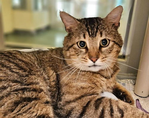 picture of the cat needing adoption