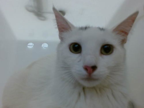 picture of the cat needing adoption