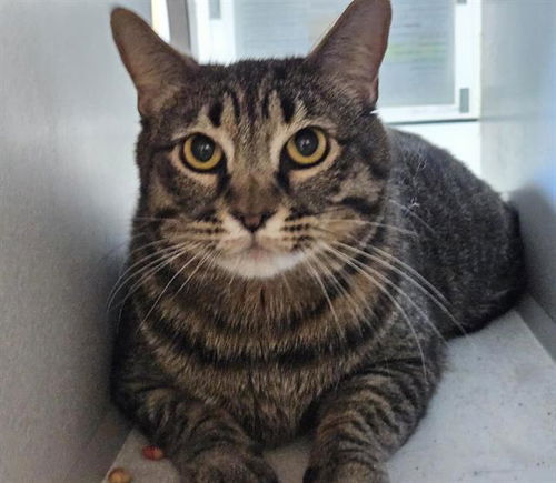 picture of the cat needing adoption