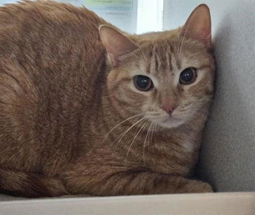 picture of the cat needing adoption