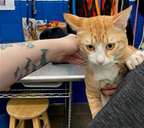 picture of the cat needing adoption