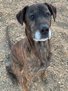 adoptable Dog in  named SAL