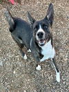 adoptable Dog in albuquerque, NM named ANDI