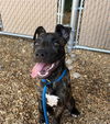 adoptable Dog in  named FRIZZLE