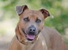 adoptable Dog in  named MISTER