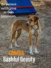 adoptable Dog in  named CONCHA