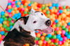 adoptable Dog in  named KING