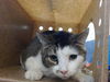 adoptable Cat in , NM named BOYD