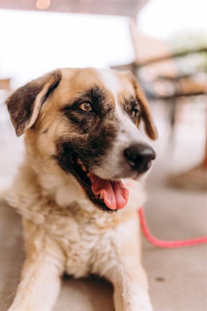 adoptable Dog in Albuquerque, NM named BEARCAT