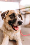 adoptable Dog in  named BEARCAT