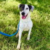 adoptable Dog in  named BUCKEY