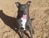 adoptable Dog in  named ABRAHAM