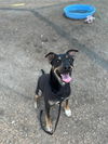 adoptable Dog in , NM named ROVER