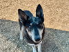 adoptable Dog in  named UNDAI