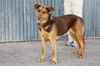 adoptable Dog in  named TIMBERLAND