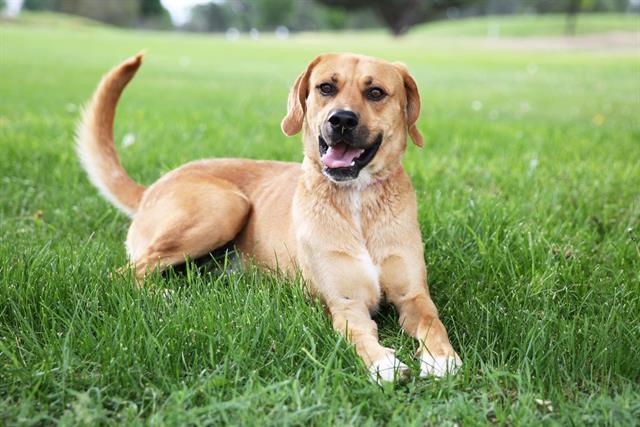adoptable Dog in Albuquerque, NM named CANELO