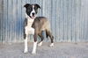 adoptable Dog in  named OREO