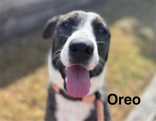 adoptable Dog in Albuquerque, NM named OREO