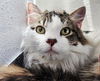 adoptable Cat in  named CALLIOPE