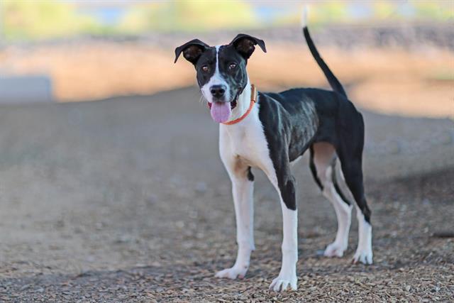 adoptable Dog in Albuquerque, NM named MICHELLY