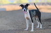 adoptable Dog in  named MICHELLY