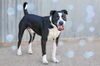 adoptable Dog in  named ACE