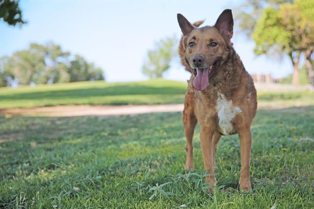 adoptable Dog in Albuquerque, NM named LUCY