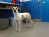 adoptable Dog in  named PRECIOUS