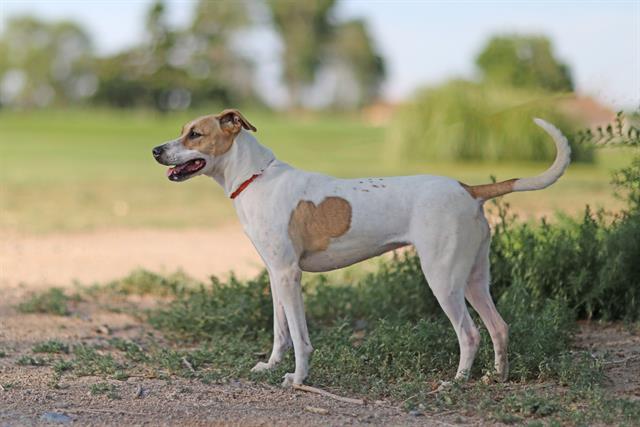 adoptable Dog in Albuquerque, NM named PRECIOUS