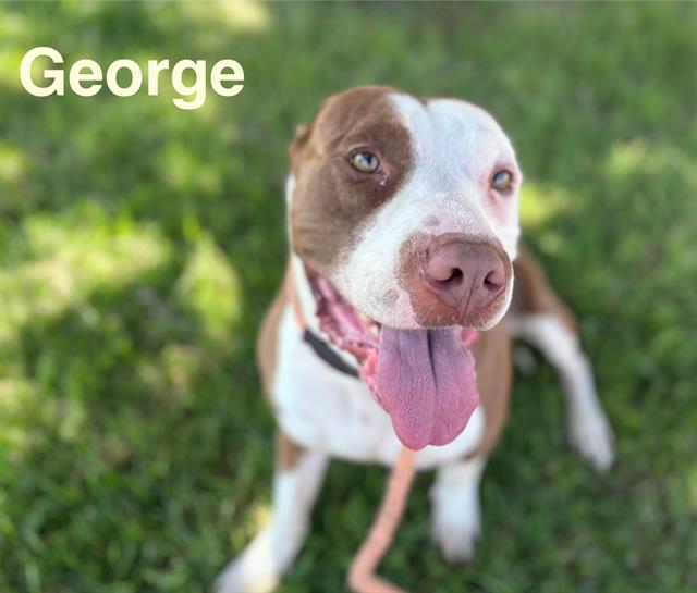adoptable Dog in Albuquerque, NM named GEORGE