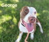 adoptable Dog in  named GEORGE