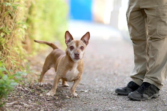 adoptable Dog in Albuquerque, NM named MR.TUFFIE