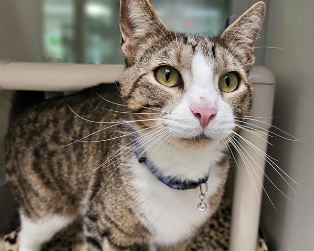 adoptable Cat in Albuquerque, NM named SWEET