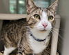 adoptable Cat in , NM named SWEET