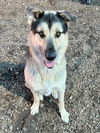 adoptable Dog in  named BRODIE
