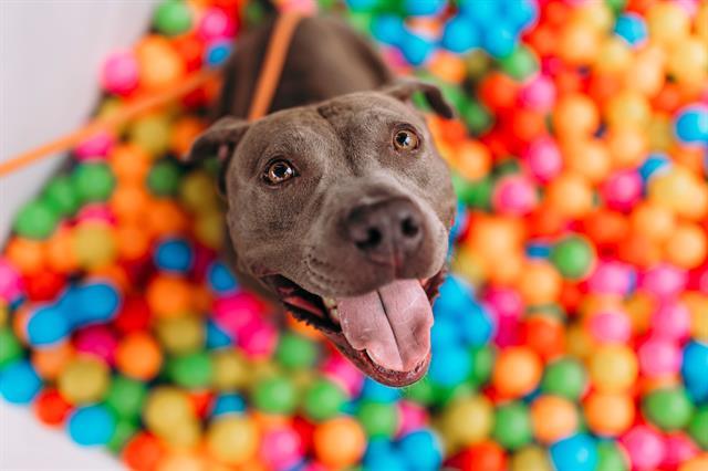 adoptable Dog in Albuquerque, NM named LEMMY
