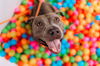 adoptable Dog in  named LEMMY