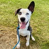 adoptable Dog in  named LAZLO
