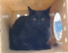 adoptable Cat in  named DUCKY