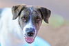 adoptable Dog in  named MINNIE