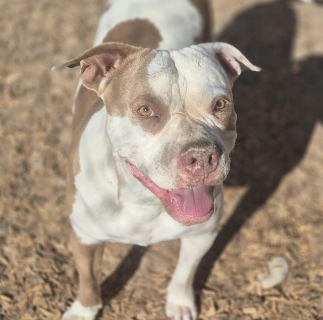 adoptable Dog in Albuquerque, NM named PRETTY
